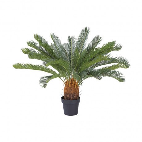 cycad-cycas-in-pot-80x80x90cm-gn-big-0